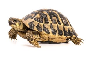 Testudo hermanni hermanni, 10-15 cm